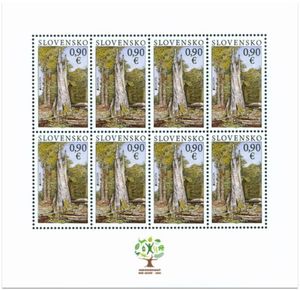 Forests - National Park Poloniny