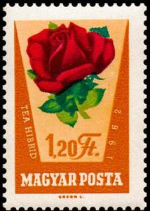 Rosa hybr.