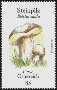 Cep (Boletus edulis)