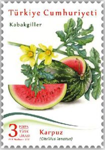 Watermelon (Citrullus lanatus)