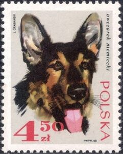 German Shepherd (Canis lupus familiaris)