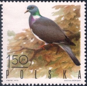 Wood Pigeon (Columba palumbus)