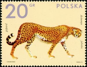Asian Cheetah (Acinonyx jubatus)
