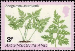 Anogramma Ascensionis