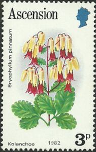 Kolanchoe (Bryophyllum pinnatum)