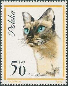 Siamese Cat (Felis silvestris catus)
