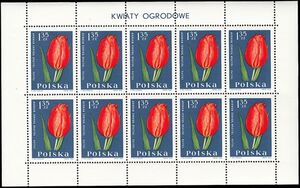 Tulip (Orange Wonder) (Tulipa gesneriana) - Full Pane