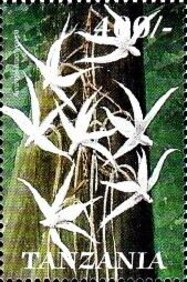 Orchid (Aerangis brachycarpa)