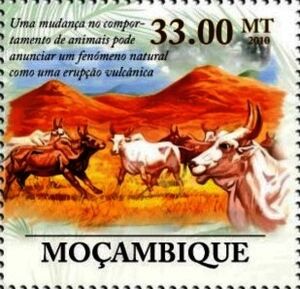 Cattle near volcanoes