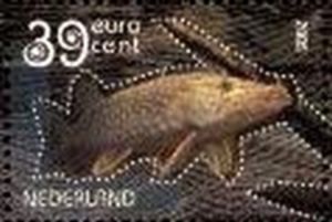 Northern Pike (Esox lucius)