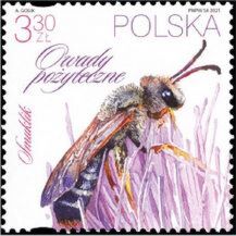 Halictus quadricinctus