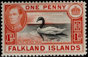 Black-necked Swan (Cygnus melanocoryphus)