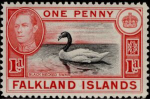 Black-necked Swan (Cygnus melancoryphus)