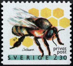 European Honey Bee (Apis mellifera)