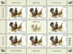 Capercaillie (Tetrao urogallus)