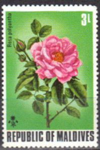 Polyantha Rose (Rosa polyantha)