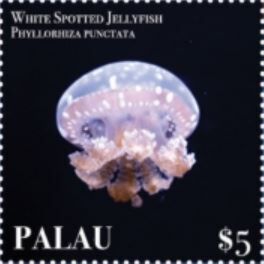 White Spotted Jellyfish