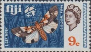 Tiger Moth (Asota woodfordii)