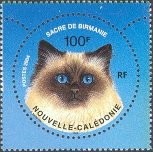 Burmese (Felis silvestris catus)