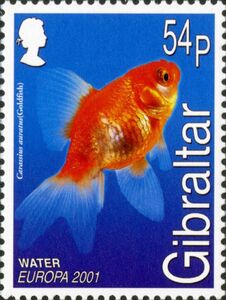 Goldfish (Carassius auratus)