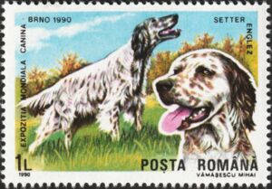 English Setter (Canis lupus familiaris)