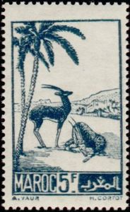 Moroccan Dorcas Gazelle (Gazella dorcas massaesyla)