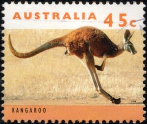 Red Kangaroo (Osphranter rufus)