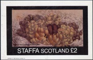 Nest of Common Bumble Bee