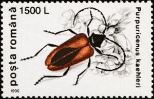 Cerambyd Beetle (Purpuricenus kaehleri)