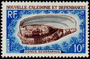 Geographer Cone (Conus geographus)