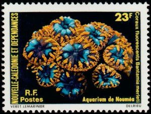 Pineapple Coral (Bantamia merleti)