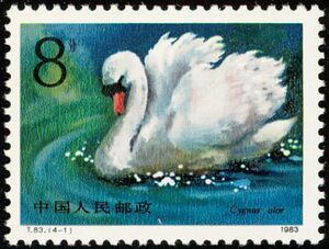 Mute Swan (Cygnus olor)
