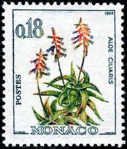 Aloe ciliaris