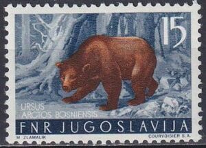 Brown Bear (Ursus arctos)