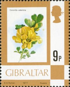 Shrubby scorpion-vetch (Coronilla valentina)