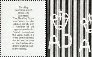 Shrubby scorpion-vetch (Coronilla valentina)