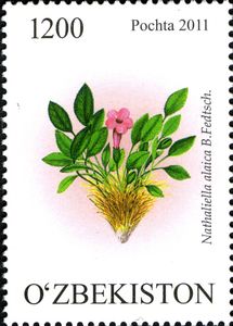 Nathaliella alaica B. Fedtsch