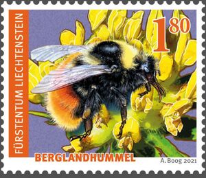 Bilberry Bumblebee (Bombus monticola)