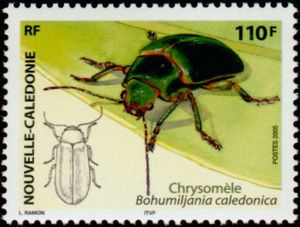Leaf Beetle (Bohumiljania caledonica)