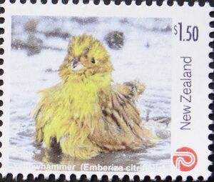 Yellowhammer (Emberiza citrinella)