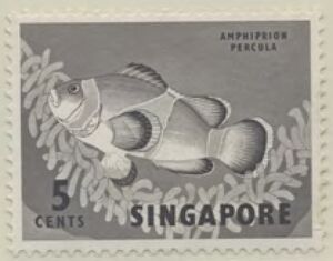 Percula Clownfish (Amphiprion percula)