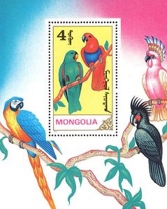 Eclectus Parrot (Eclectus roratus)