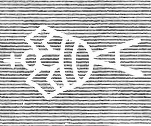 Black Swan (Cygnus atratus)