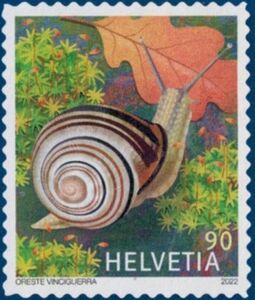 Brown-lipped Snail (Cepaea nemoralis)