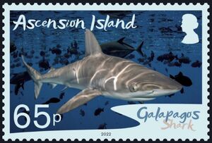 Galapagos Shark (Carcharhinus galapagensis)