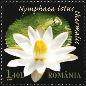 Thermal Water Lily (Nymphaea lotus thermalis)