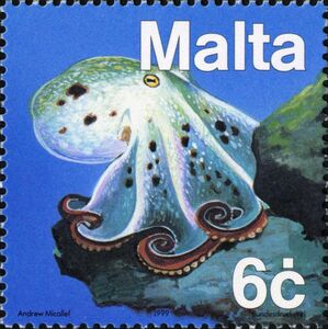 Common Octopus (Octopus vulgaris)