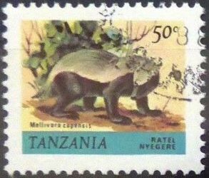 Honey Badger (Mellivora capensis)