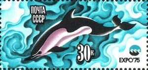 Common Dolphin (Delphinus delphis)