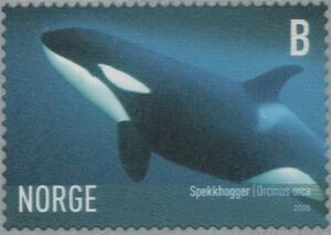 Killer Whale (Orcinus orca)